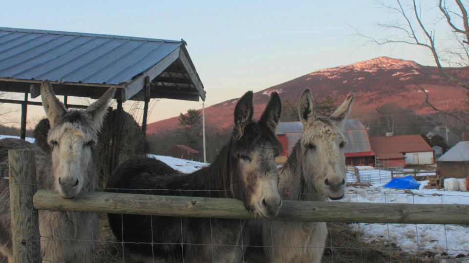 East Hill Farm Troy NH | Farm Stay USA