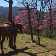 Easter at the outdoor chapel with Red Buds in full bloom.