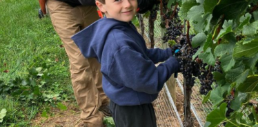 boy harvesting grapes with adult in background