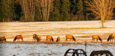 vista with old farm quipment and elk in background