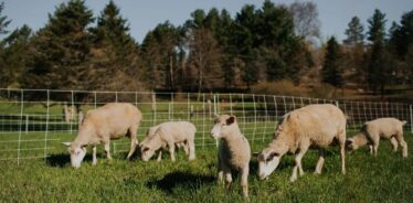 Harvest Village, LeRoy, Michigan | Farm Stay USA