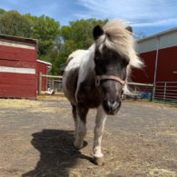 mini horses