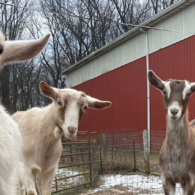 meet the goats