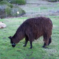 llama goats