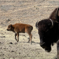 bison