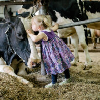 kissing cows!