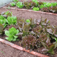 lettuce, gardens