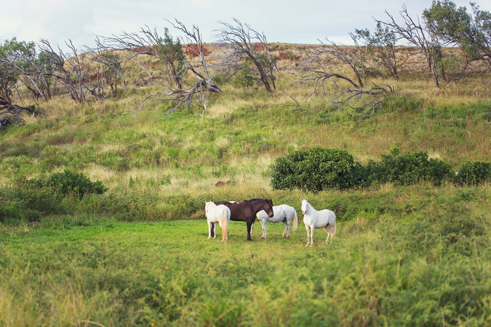 Hawaii Farm Stays - Farmstay