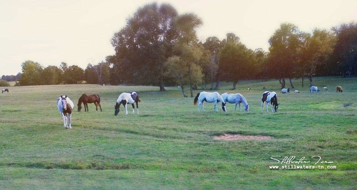 Tennessee Farm Stays - Farmstay