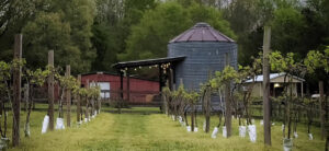 vineyard with a silo in the background on a cloudy day