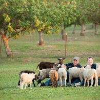 Farm guests meeting the flock in the field. Daily farm tours are offered to introduce you to our animals and our operation.