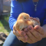 Morning Song Farm, baby chicks