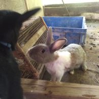 Bunny saying hello to baby goat!