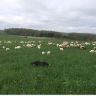Our border collies move the sheep from place to place.