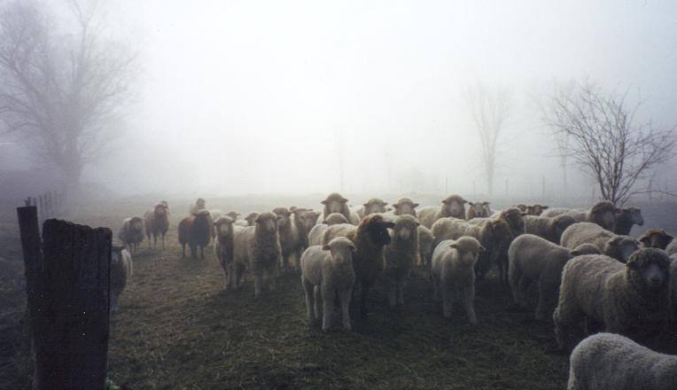 Stone & Thistle Farm, East Meredith, New York | Farm Stay USA