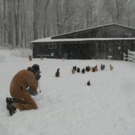 Barnyard in the snow