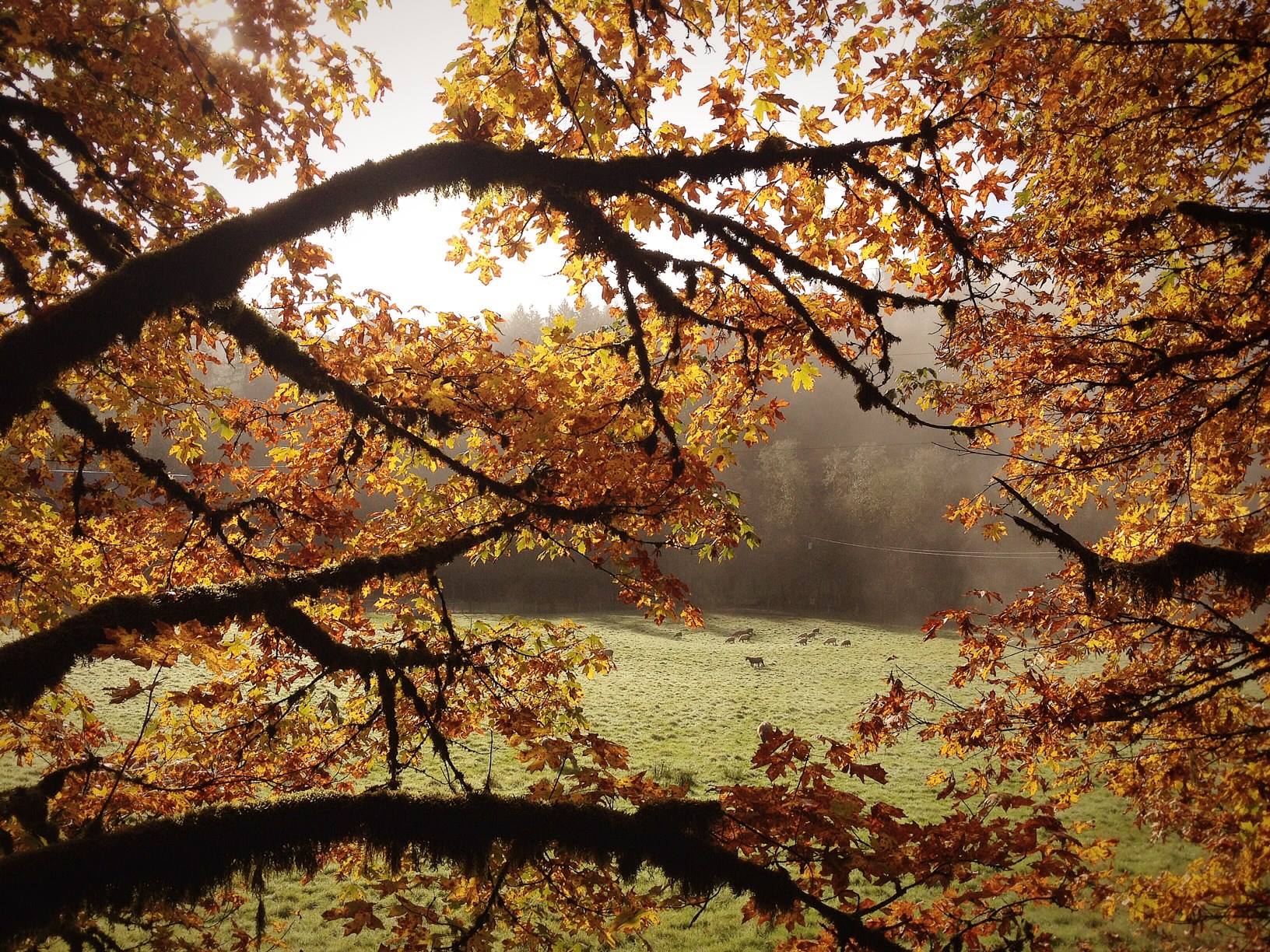 Leaping Lamb Farm, Alsea, Oregon | Farm Stay USA