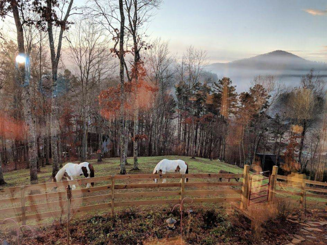 Daffodil Hill Farm and Carriage Farm Stay USA