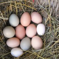 Gather your own fresh farm eggs