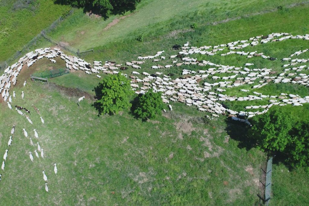 White Oak Pastures, Bluffton, Georgia | Farm Stay USA