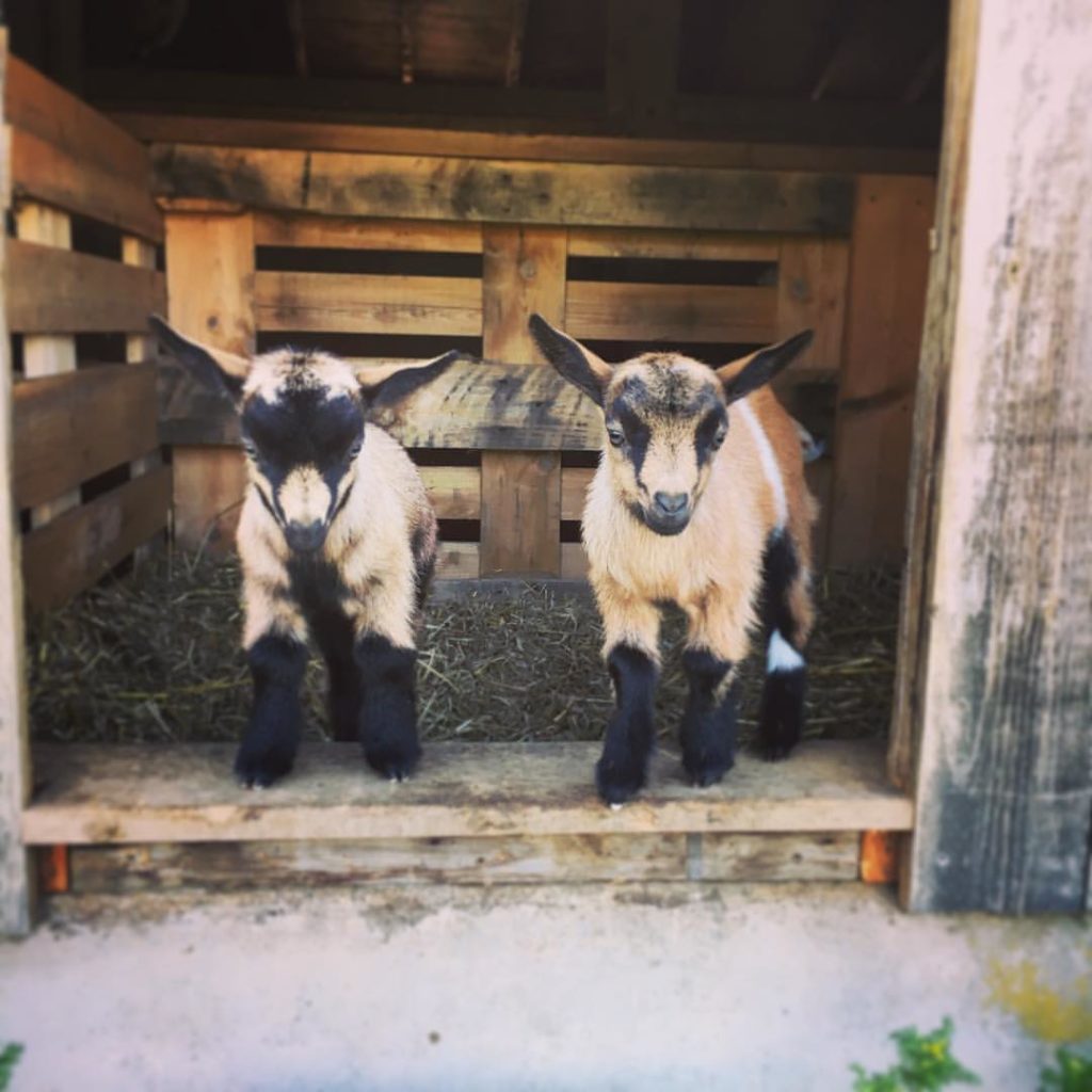 Toddy Pond Farm, Monroe, Maine | Farm Stay USA