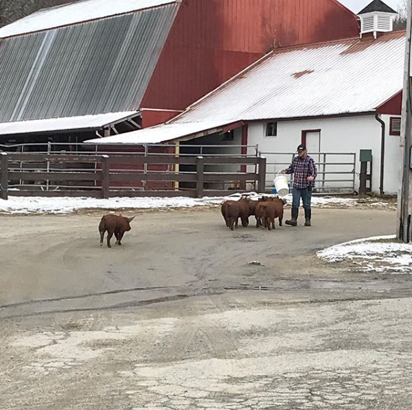 East Hill Farm baby piglets in snow