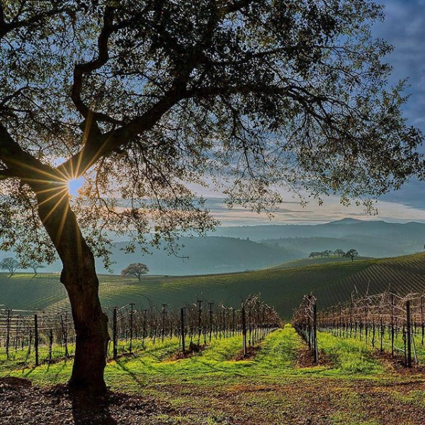 Beltane Ranch CA vineyard in spring