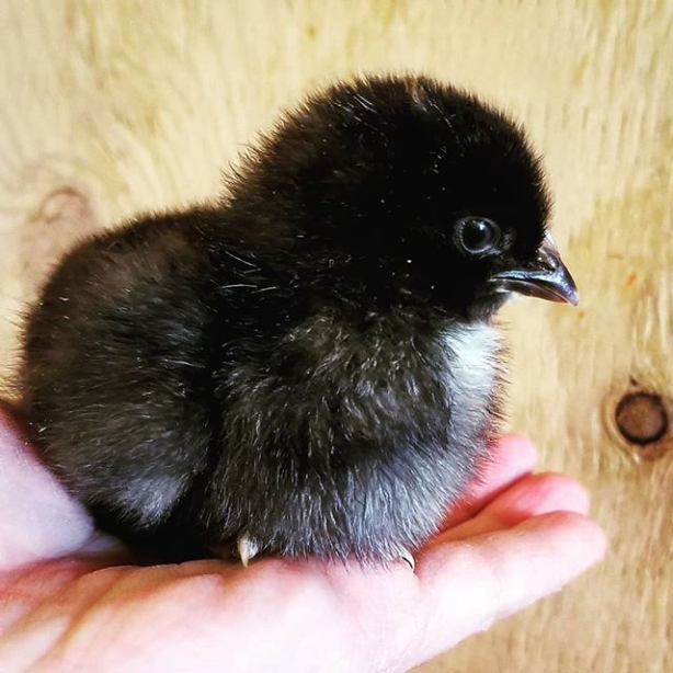 Prairie Wind Farm TX baby chicks are here!