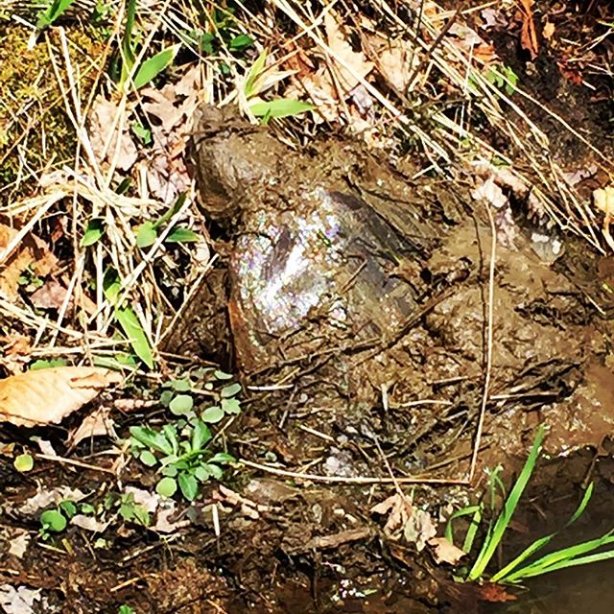 On the Windfall NC snapping turtles coming out of the mud