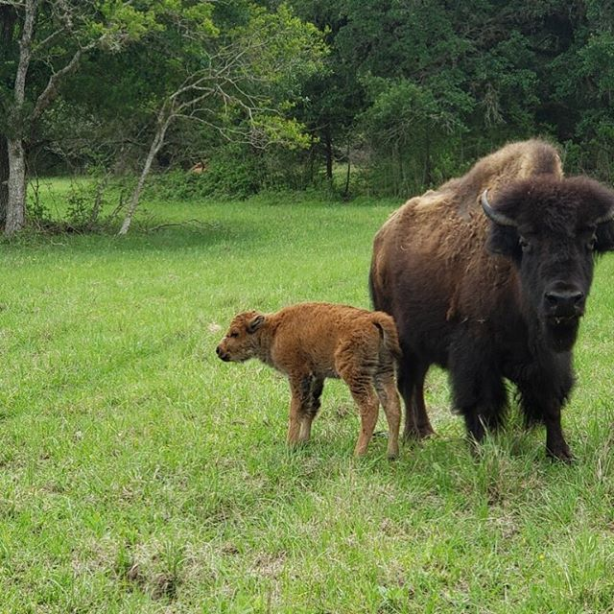 Blisswood Farm Bed & Breakfast TX buffalo and calf