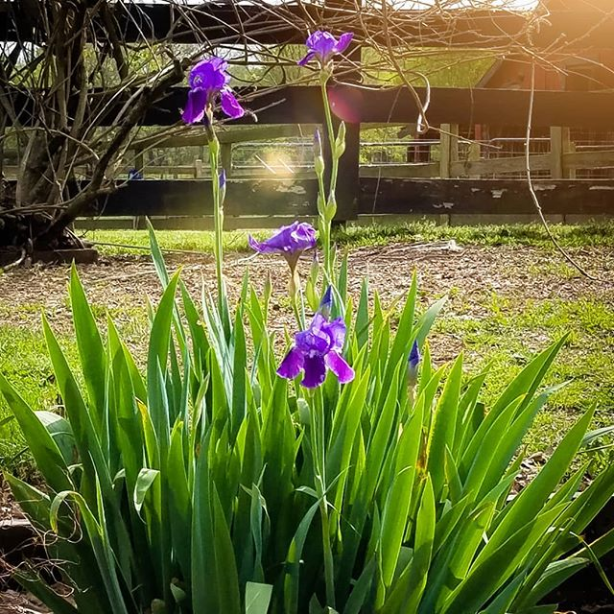 Stillwaters Farm TN irises mean spring