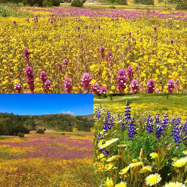 Lazy Arrow Camatta Ranch CA spring flowers