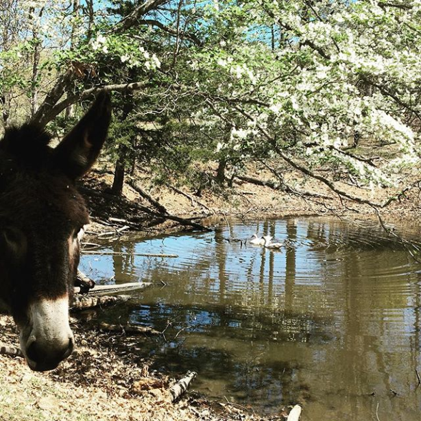 Dogwood Hills Farm AR donkey, blossoms and swans