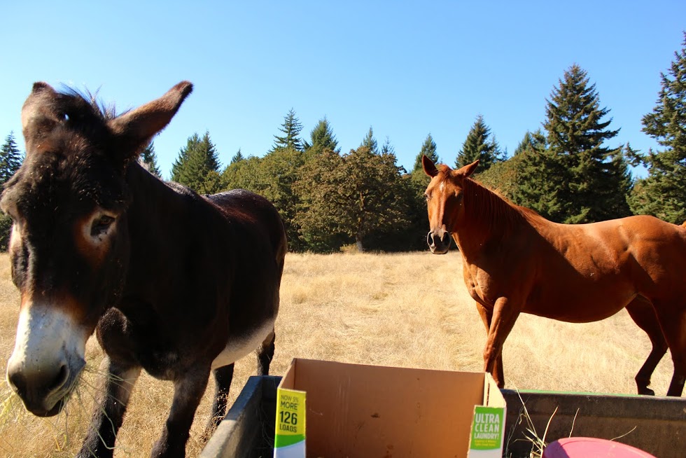 Airlie Farm Bed & Breakfast, Monmouth, Oregon | Farm Stay USA