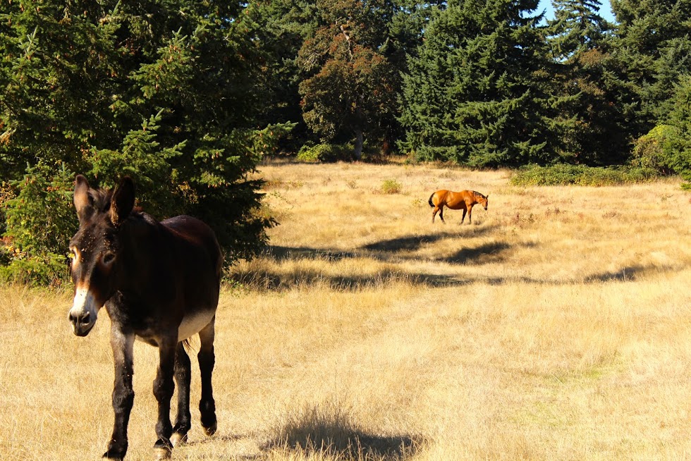 Airlie Farm Bed & Breakfast, Monmouth, Oregon | Farm Stay USA