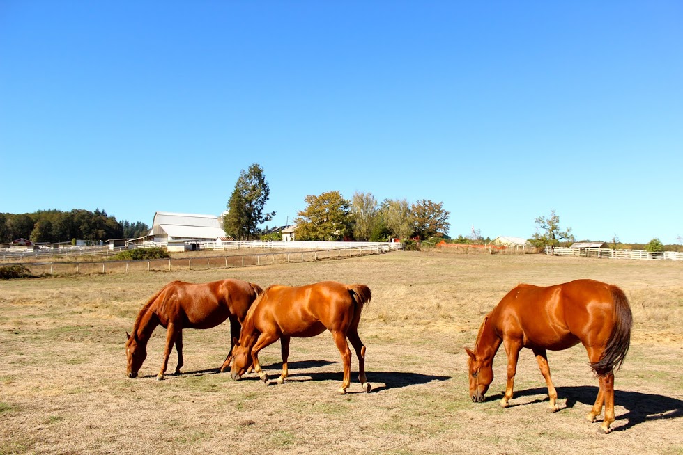 Airlie Farm Bed & Breakfast, Monmouth, Oregon | Farm Stay USA