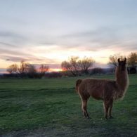 guard llama