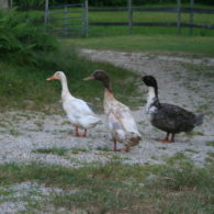 Local residents ducks