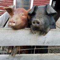 Piggy brothers