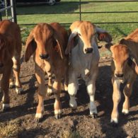 babies @Prairie Wind Farm, Round Top, Texas | Farm Stay USA