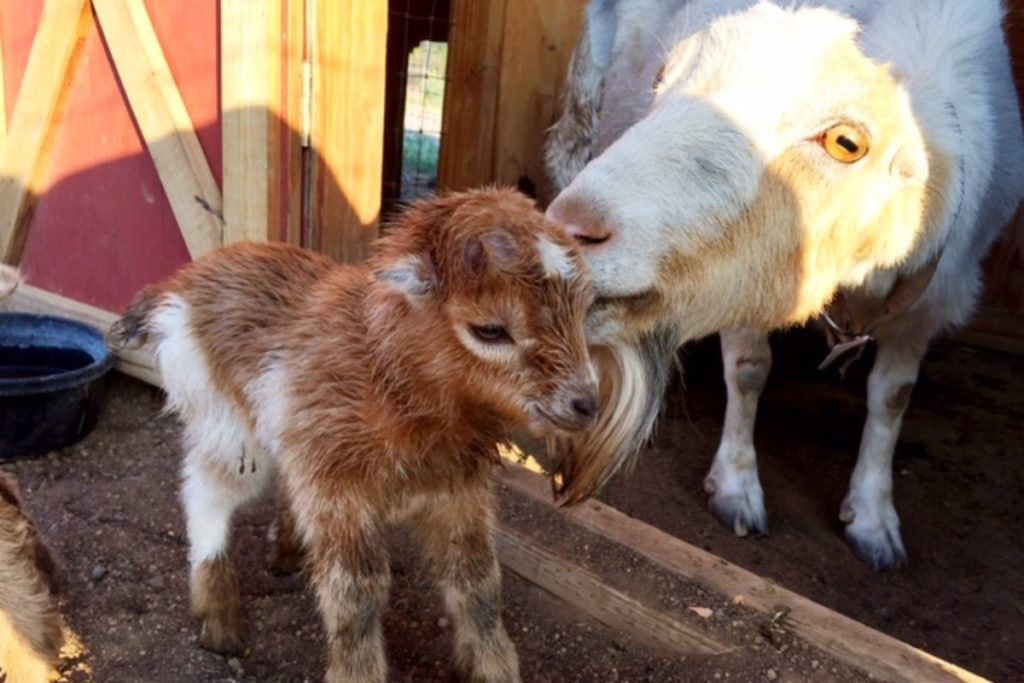 Three Sparrows Farm, Prescott, AZ | Farm Stay USA