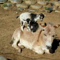 Goat and donkey friends at Buffalo Creek Vacations