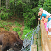 Bison viewing platform