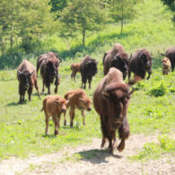 Buffalo Herd