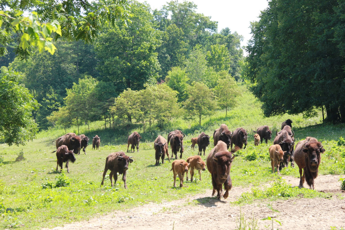 Buffalo Creek Vacations on Trinity Bison Ranch, Clyde, North Carolina | Farm Stay USA