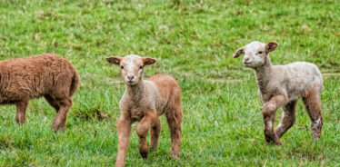 Leaping Lamb Farm, Alsea, Oregon | Farm Stay USA