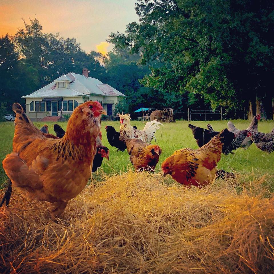 Bonne Terre Farm, Breaux Bridge, LA | Farm Stay USA