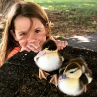 Girl and baby ducks