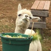 Llamas are characters