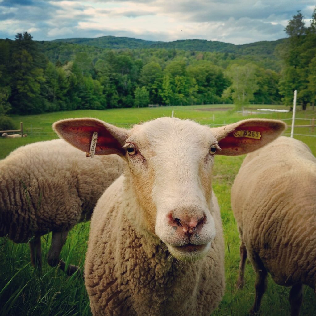 Fat Sheep Farm & Cabins, Hartland, Vermont | Farm Stay USA